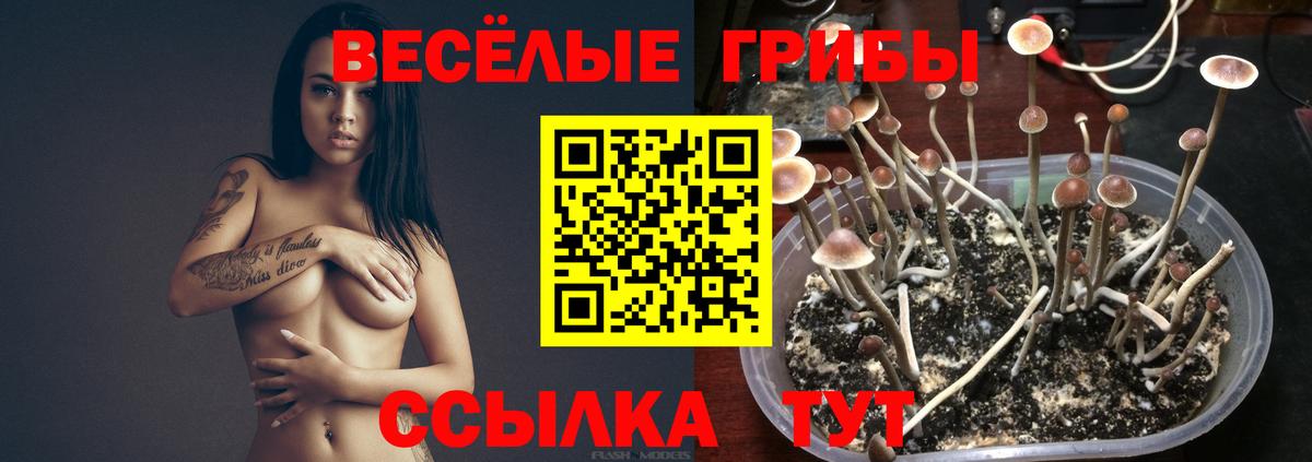 Псилоцибиновые грибы MAGIC MUSHROOMS  Вход с VPN  наркота  Долгопрудный 